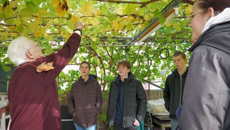 Praktijkles met impact: leerlingen Curio Steenspil snoeien kas van Gerard in Halsteren