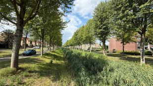 bomenkap bergen op zoom