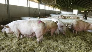 Stallendeadline brengt onder andere boeren met een varkensstal in de problemen