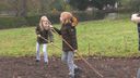 Ossendrecht stukje groener na aanleg bijengroenstroken