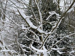 Sneeuw in de bomen
