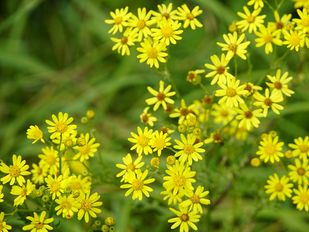 Kleine gele bloemen met een iets donkerder geel hart van het jacobskruiskruid
