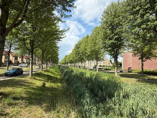 bomenkap bergen op zoom