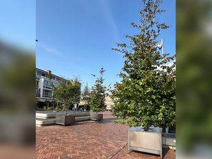 bewegend bos roosendaal nieuws stad centrum bomen natuur