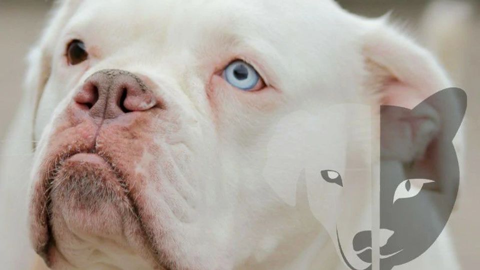 Pets Food Care etten-leur