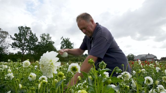 De dahlia's staan er prima bij op het veld van buurtschap Laer-Akkermolen.