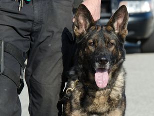 Close-up van politiehond die vastgehouden wordt door hondenbegeleider