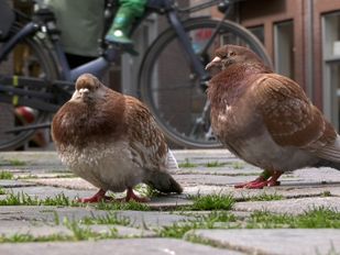Duiven op het St Josephplein in Bergen op Zoom.