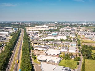 Majoppeveld in Roosendaal. | Foto: Koen Mol