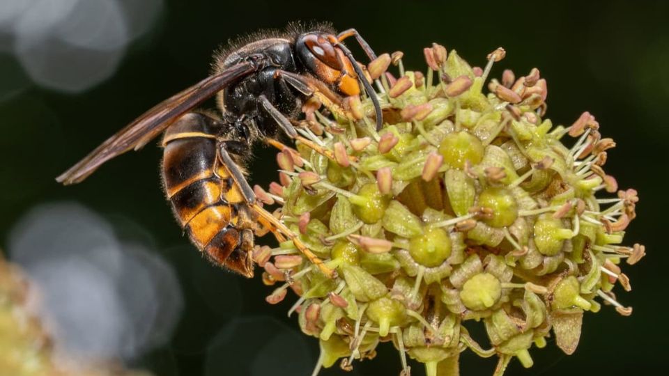 aziatische hoornaar nieuws