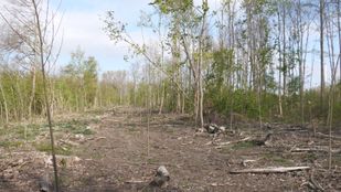 Groene buffer strook Klundert