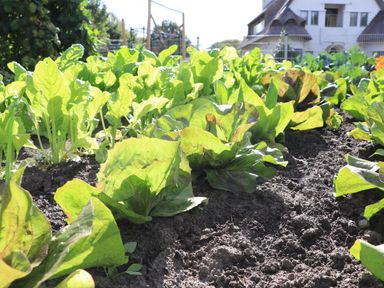 De gewassen in de moestuin staan er goed bij. (Foto: ZuidWest Update)