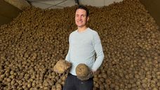 Boer Reinier Stoutjesdijk en zijn berg aan knolselderij.