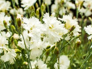 In 2005 werd de witte anjer geïntroduceerd als uiting van waardering voor Nederlandse veteranen