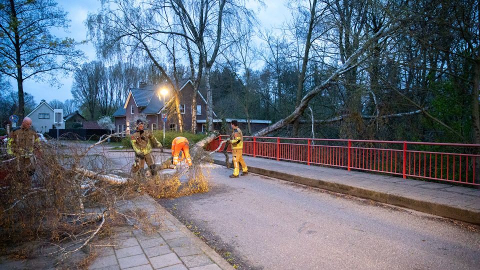 Harde wind veroorzaakt omgevallen boom in Roosendaal
