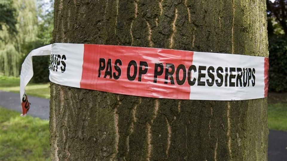 Close-up van rood-wit waarschuwingstape met de tekst PAS OP PROCESSIERUPS rond een boom gewikkeld