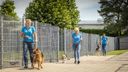 Dierenpension Hoevekestijn krijgt voor twintigste jaar op rij Dierbaar-keurmerk: &#8216;Meer dan trots&#8217;