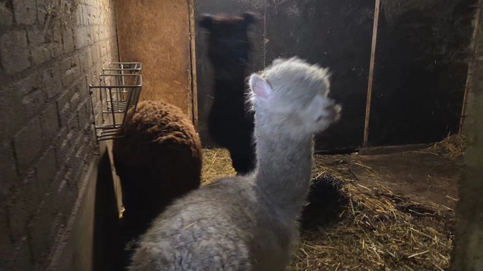 nieuws roosendaal 112 politie dierenmishandeling dieren