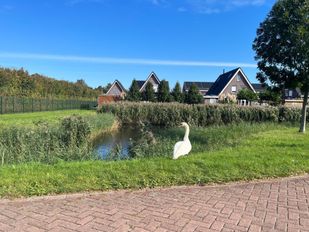 Tholen maait minder langs watergangen en geeft de natuur meer ruimte