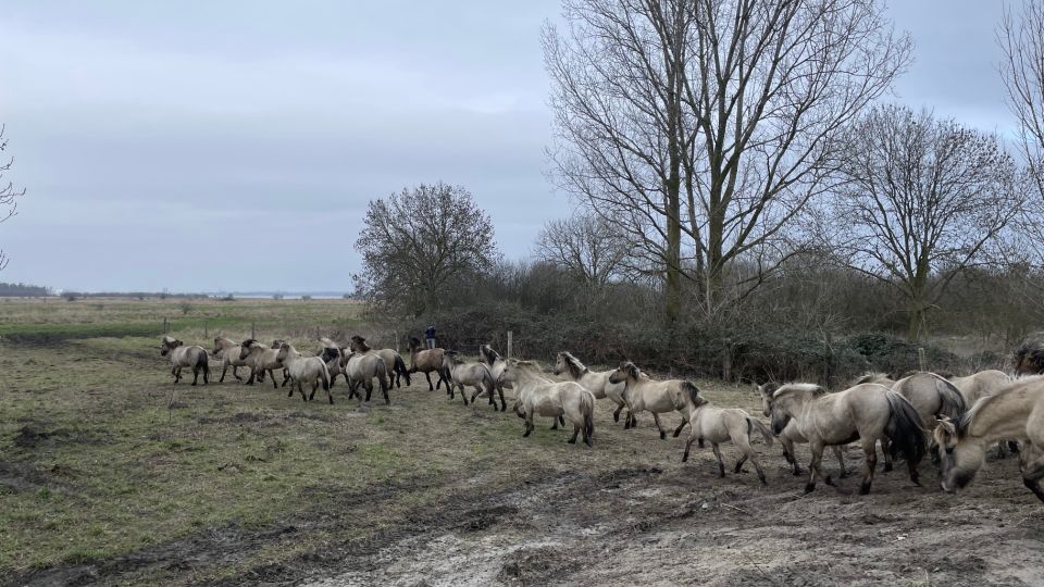 Nieuwe konikpaarden grazen nu in het Markiezaat: &#8216;Precies wat we zochten&#8217;