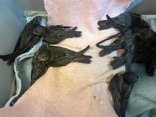 Het is zo warm dat de vogels letterlijk van het dak vallen