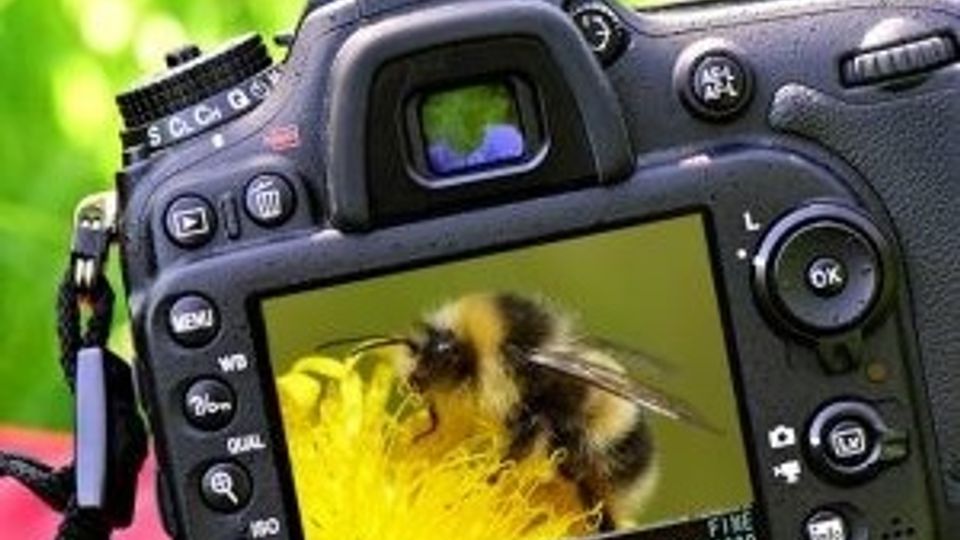 Close-up van digitale fotocamera met op het scherm een foto van een hommel op een gele bloemknop