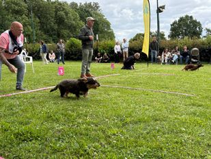 Chaos bij het teckelrennen in Zevenbergen: &#8216;Ze rennen overal&#8217;