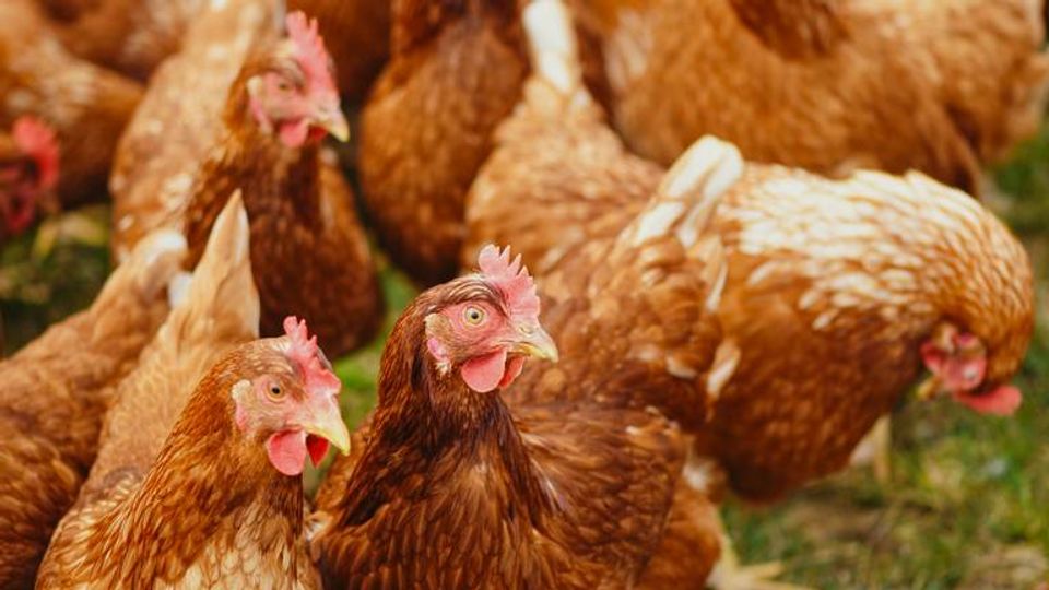 Vogelgriep ontdekt bij vleeskuiken&shy;bedrijf in Oudemolen: 14.000 kippen worden geruimd