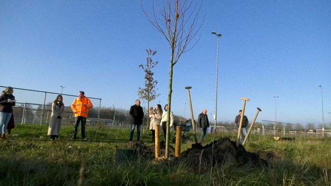 De eerste geboorteboom in het landschapspark.