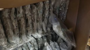 hennep gevonden roosendaal