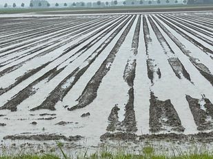 Land onder water aardappelen Ary Kruisland
