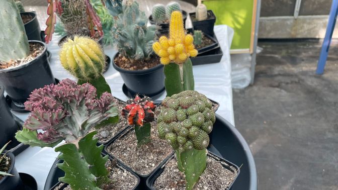 Cactusverzameling