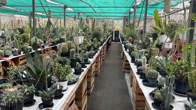 Cactusverzameling