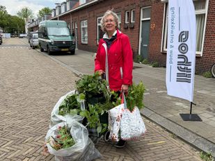 Legaal struikroven in Bergen op Zoom: &#8216;Ik ben plantjes aan het scoren&#8217;