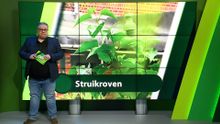 7 mei – Roosendaal | Bergen op Zoom | Woensdrecht | Tholen | Steenbergen