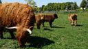 Schotse Hooglanders terug in Roosendaal