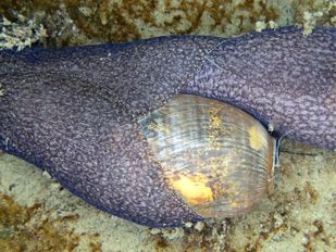 Bijzondere vondst bij Tholen: reusachtige zeeslak voor het eerst ontdekt in Nederland