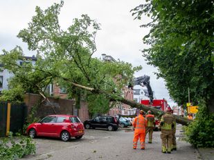 boom omgewaaid Roosendaal