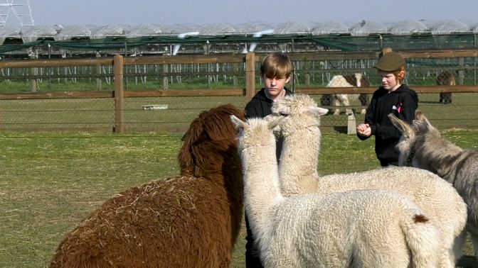 Deelnemer Jessy voert de alpaca's en ezels.