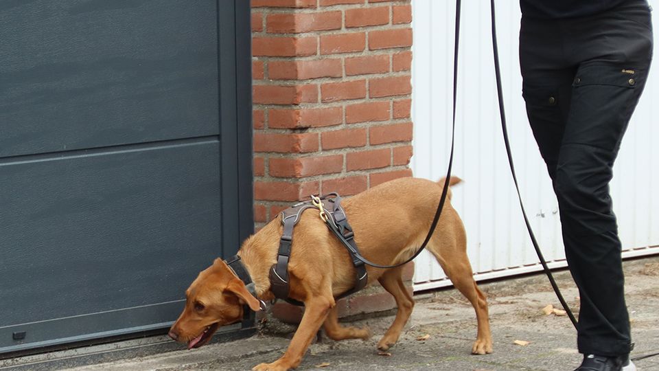 Milieuhond controle garageboxen Roosendaal