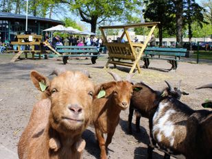 Dierenweide Lambertijnenhof feestenlijk heropend na grote opknapbeurt