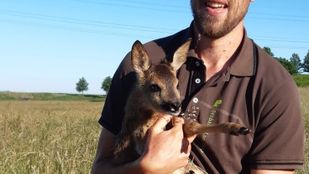 Boswachter Wout Romijnders zit gehurkt in het hoge gras met op zijn schoot een reekalf