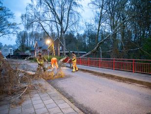 Harde wind veroorzaakt omgevallen boom in Roosendaal