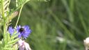 Biodiversiteitsproject Woensdrecht succesvol, vergelijkbaar vervolg lonkt voor andere kernen