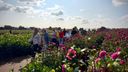 Dahliawandeltocht Zundert 2026