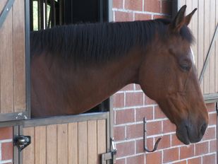 Ponyclub de van Goghruiters uit Zundert is al 55 jaar het beste paard van stal