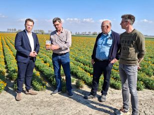 Tholen gaat hoornaar ook in het buiten&shy;gebied harder bestrijden