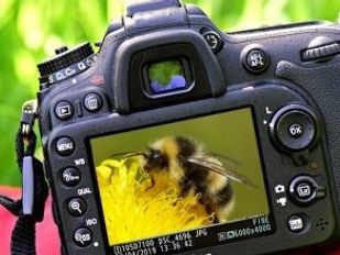 Close-up van digitale fotocamera met op het scherm een foto van een hommel op een gele bloemknop
