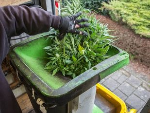 Close up van een hand die een bos hennep in een versnipperaar gooit
