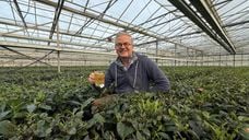 Wouter Eckelmans Local Tea Zundert